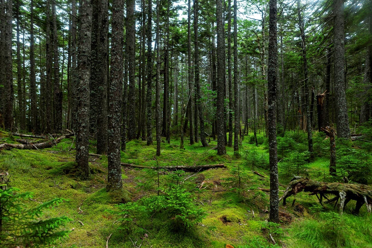 Forest classification map