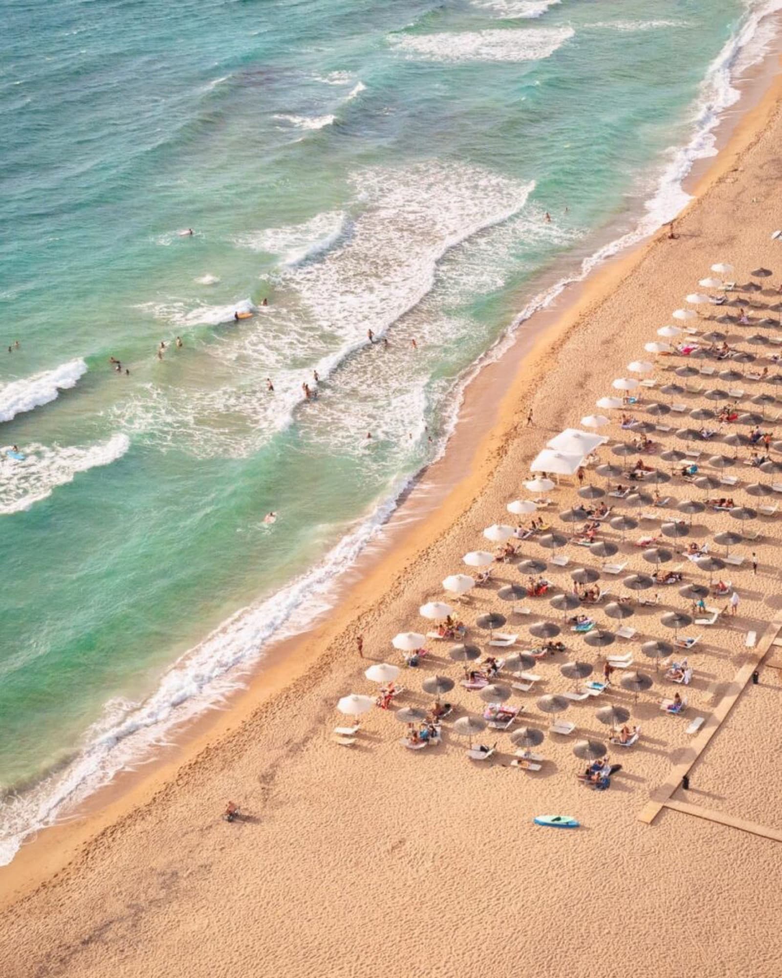 Aleppo pine forest at Lagu