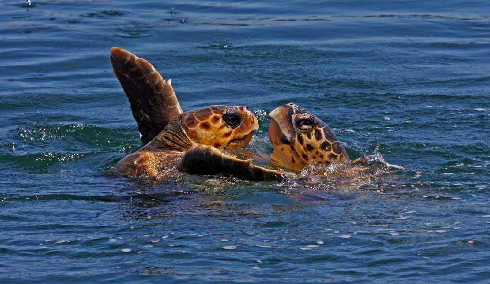 Caretta caretta sea turtle in Greek waters